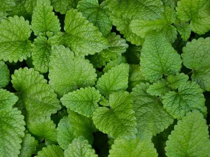 Des feuilles et plants de mélisse vus de dessus