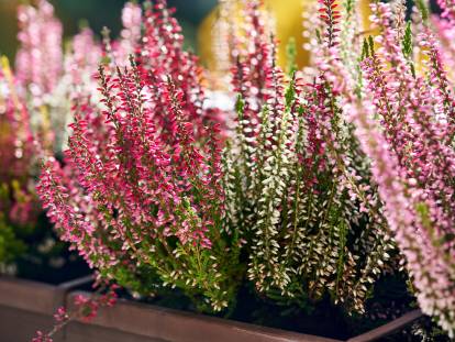 De la bruy&egrave;re en fleurs dans des pots