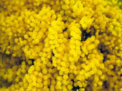 Un mimosa tout en fleurs