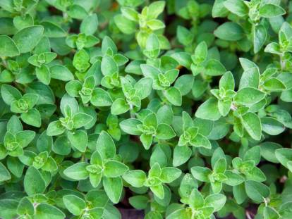 Des plantes d'origan