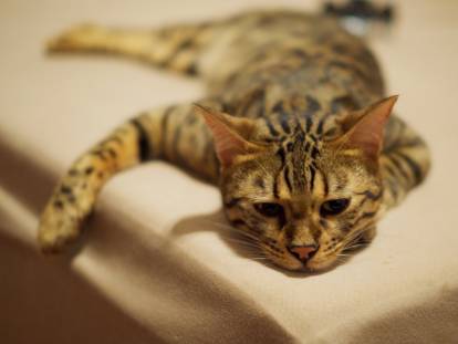 Un chat Bengal avachi sur une table au soleil