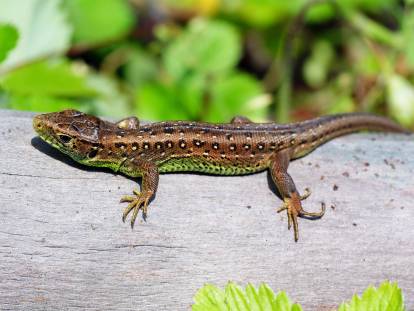 Un lézard sur une branche d'arbre