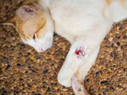 Un chat avec un saignement est couché sur le sol