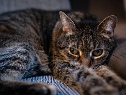 Un chat gris tabby malade est allongé sur un canapé