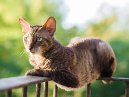 Un chat est couché sur la rambarde d'un balcon