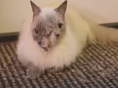 Un chat unique à deux visages : Frank et Louie, chat Janus
