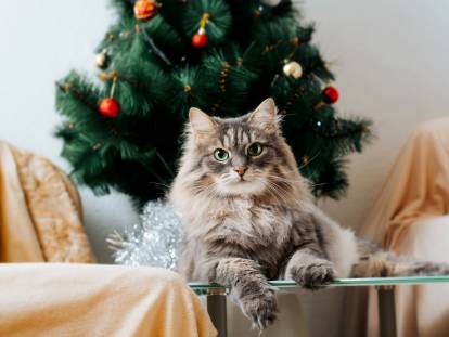 15 dangers pour un chat pendant les fêtes de Noël