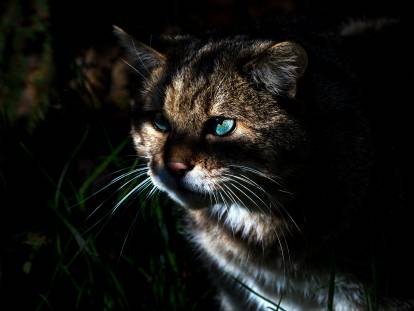 Un chat dans un jardin la nuit