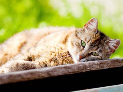 Un chat allongé au soleil dans un jardin