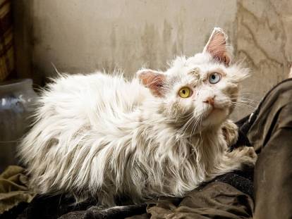 Mon chat a le poil gras : pourquoi, et que faire ?