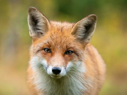 Un renard dans la nature