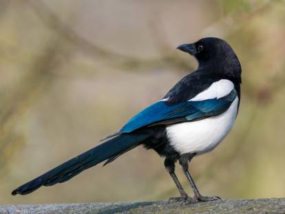 Une pie posée sur une branche d'arbre