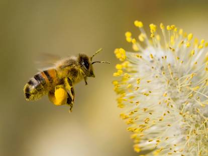 Une abeille en train de butiner une fleur sauvage