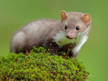 Une fouine sur un fond vert