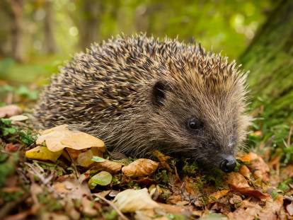 Un h&eacute;risson au milieu des feuilles dans une for&ecirc;t