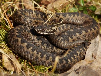 Une vipère se prélassant au soleil