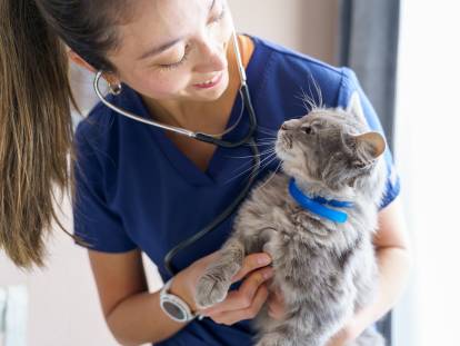 Une vétérinaire s'occupe d'un chat gris avec un collier