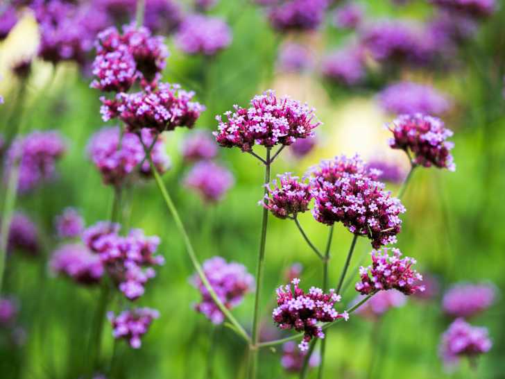 Vue proche de verveine en fleurs dans un champ