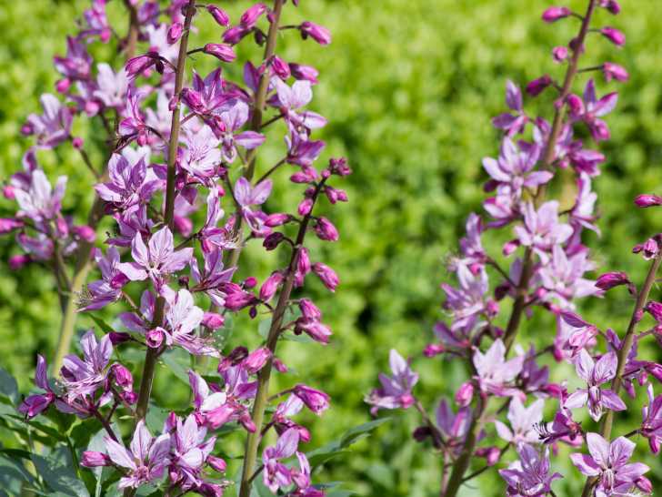 Des plants de fraxinelle en fleurs dans un champ
