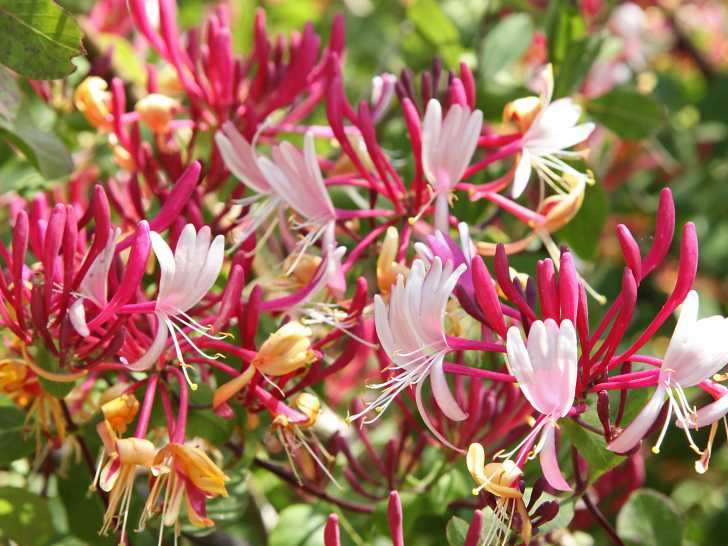 Un chèvrefeuille en fleurs