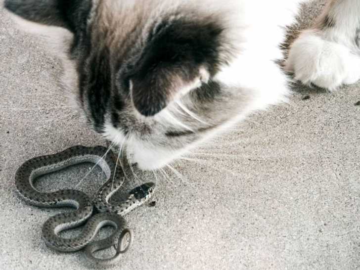 Les dangers des autres animaux pour un chat