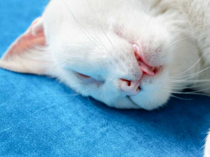 Un chat couché sur le dos