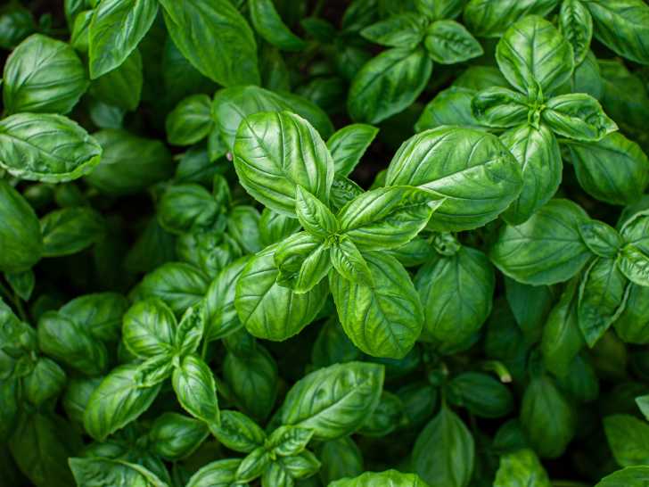 Du basilic vu du dessus