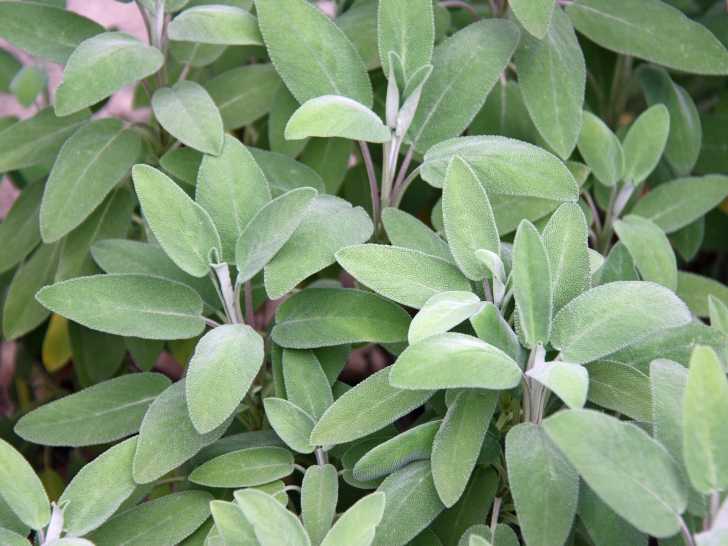 Vue proche de plants de sauge