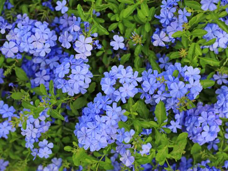 Un plumbago tout en fleurs