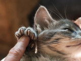 Une maitresse observant l'état des griffes de son chat