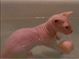 Un chat qui aime les bains !