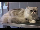 Comment nettoyer et brosser un chat à poils longs