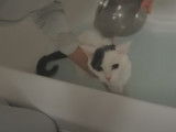 Un chat qui n’apprécie pas vraiment de prendre son bain