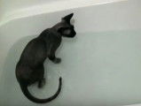 Un chat Devon Rex prend un bain