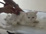 Un British Shorthair se fait une coupe pour l’été