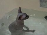 Un chaton Sphynx prend un bain