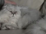 Astuces pour toiletter son chat