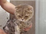 Un Scottish Fold à la douche