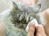 Un maitre nettoie les yeux de son chat