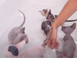 Comment prendre soin de l'hygiène de son  Bambino ou de son Sphynx