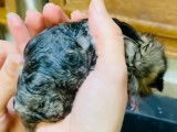 Le premier bain pour ce chaton Bobtail Americain