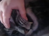 Auscultation des dents pour ce chat Anatoli