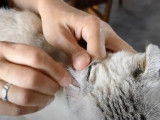 Comment nettoyer les oreilles du chat Alpine Lynx