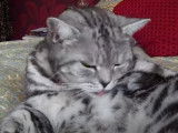 Un chat British Shorthair qui fait sa toilette