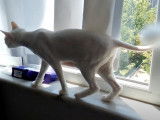 Une petite tonte pour ce chat Anatoli