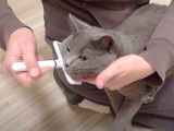 Ce Chartreux se fait brosser