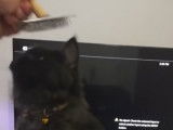 Un Chantilly qui se fait brosser par sa propriétaire