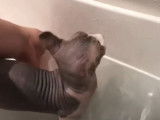 Un chat Dwelf en train de prendre un bain
