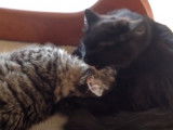 Deux chats dont un California Spangled qui se toilettent