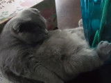Un chat Scottish Fold qui se toilette